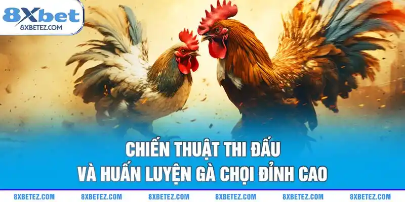 Chiến thuật thi đấu và huấn luyện gà chọi đỉnh cao