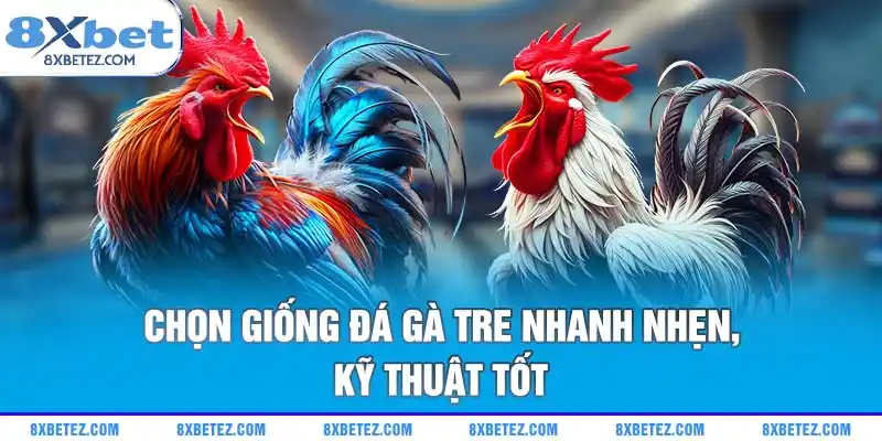Chọn giống đá gà tre nhanh nhẹn, kỹ thuật tốt