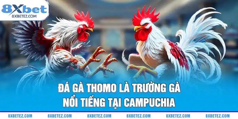Đá gà Thomo là trường gà nổi tiếng tại Campuchia