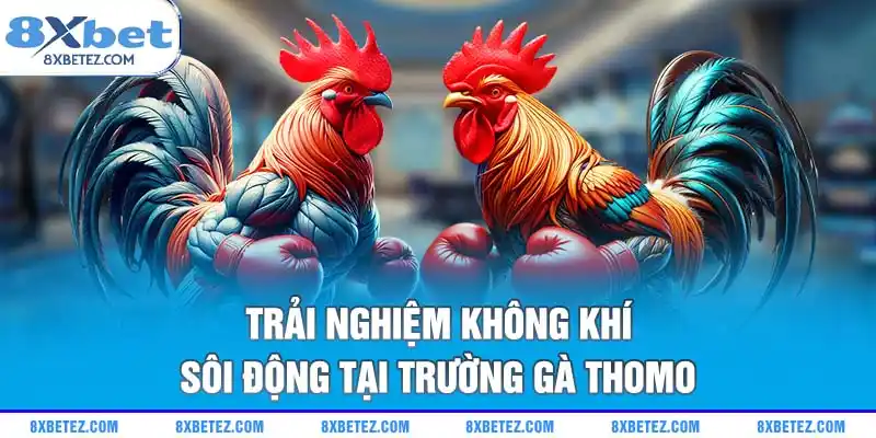 Trải nghiệm không khí sôi động tại trường gà Thomo